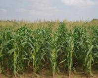 Кукуруза и стройность: тайны взаимоотношений